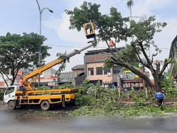 Pohon Tumbang di Jalan Margonda Depok Saat Hujan Deras Siang Tadi