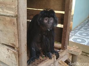 Lutung Jawa Nyasar di Permukiman Pekalongan Dievakuasi ke Taman Safari Lutung Jawa Nyasar di Permukiman Pekalongan Dievakuasi ke Taman Safari