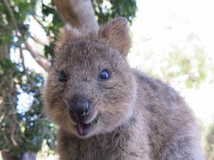 Quokka, Hewan Paling Bahagia di Dunia Tapi Rentan Punah Quokka, Hewan Paling Bahagia di Dunia Tapi Rentan Punah