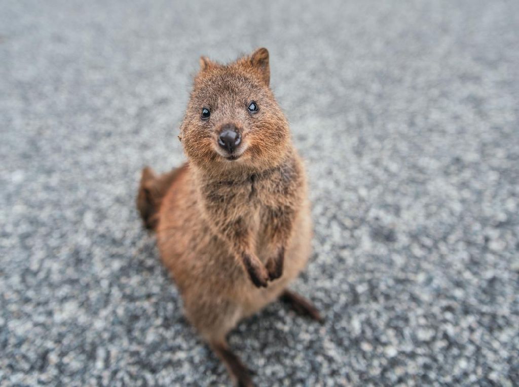 Misterius! Hewan Endemik Australia Mati Beruntun Misterius! Hewan Endemik Australia Mati Beruntun