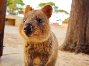 Gemasnya Quokka, Hewan Pengerat yang Wajahnya Terlihat Selalu Senyum Gemasnya Quokka, Hewan Pengerat yang Wajahnya Terlihat Selalu Senyum