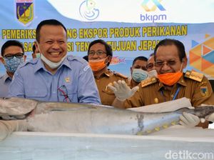 RI Siap Ekspor Tuna ke Jepang di Tengah Pandemi RI Siap Ekspor Tuna ke Jepang di Tengah Pandemi