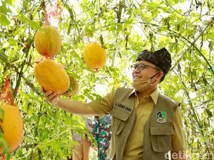 Agro Wisata Tamansuruh, Destinasi Banyuwangi yang Siap Sambut New Normal