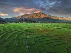 Pesona Persawahan Indonesia di Bengkulu Utara
