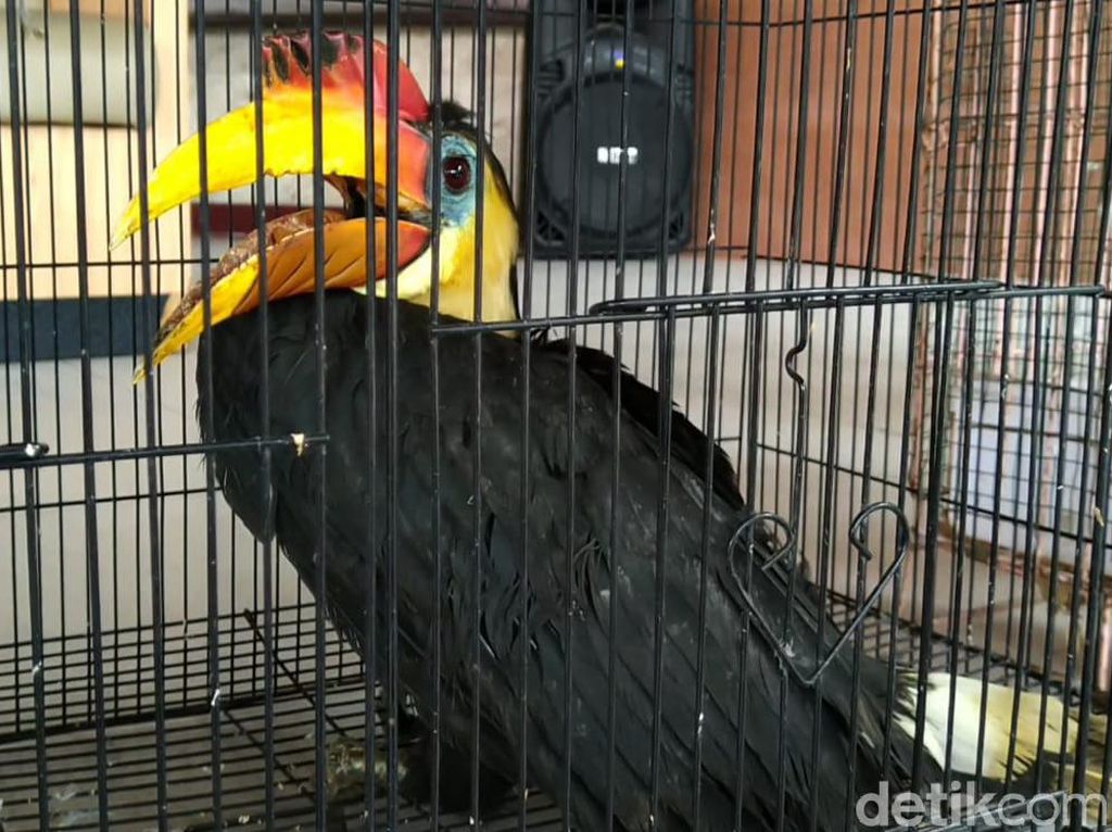 Diperjualbelikan Ilegal, BKSDA Kaltim: Burung Rangkong Sangat Dicari di China