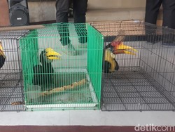 Petugas Tangkap Pelaku Perdagangan Online Burung Rangkong di Kaltim