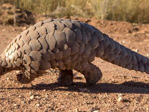 5 Fakta Trenggiling, Hewan Dilindungi yang Sisiknya Banyak Diburu