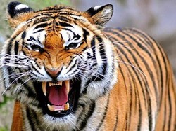 Bukan Hanya Daging Babi, Hewan Buas dan Bertaring Juga Haram