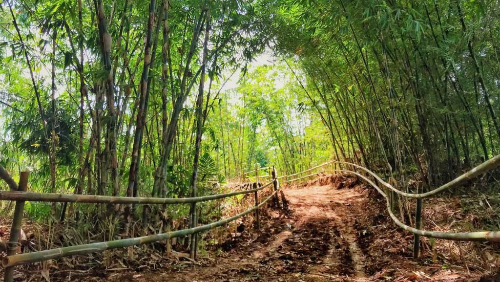 Foto: Hutan Bambu ala Kyoto Jepang, Tapi Ini di Bandung