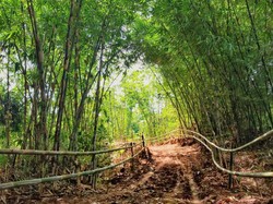 Bandung Punya Hutan Bambu Cantik ala di Kyoto Jepang