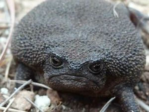 Potret Katak Afrika yang Tampangnya Ngegas Terus