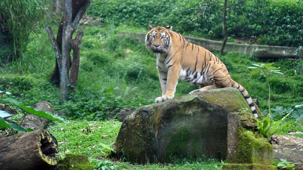 Harimau Benggala India berada di area Safari Journey, Taman Safari Indonesia (TSI) Cisarua, Kabupaten Bogor, Jawa Barat, Jumat (8/5/2020). Kondisi satwa di TSI Bogor dalam keadaan sehat dengan kebutuhan pakan sebanyak 700 Kg daging per hari dan 10 ton rumput yang didapat dari area TSI sendiri di tengah pandemi COVID-19 dan pemberlakuan Pembatasan Sosial Berskala Besar (PSBB). ANTARA FOTO/Arif Firmansyah/wsj.