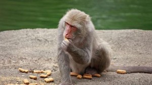 Ludah Monyet dan Taco Jadi Varian Kopi yang Nyleneh