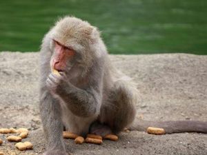 Ludah Monyet dan Taco Jadi Varian Kopi yang Nyleneh