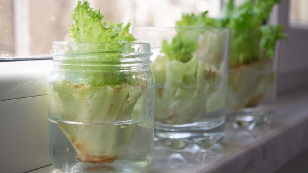 Growing lettuce in water from scraps in kitchen and on the windowsill