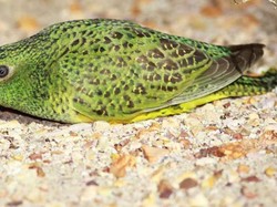 Aneh, Burung Nokturnal Ini Tak Bisa Melihat dengan Baik di Malam Hari