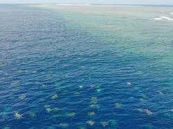 Momen Spektakuler Great Barrier Reef Jadi Sarang Ribuan Penyu