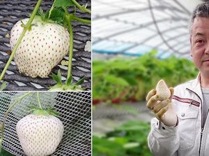 Ini White Jewel, Stroberi Putih yang Harganya Rp 140 Ribu Per Buah