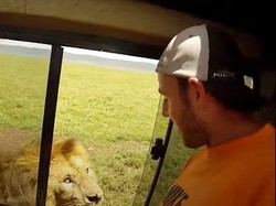 Inikah Turis yang Paling Nggak Sayang Nyawa? Hampir Diterkam Singa