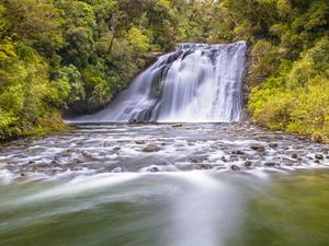 Anak Kabut Penjaga Hutan Te Urewera dengan Tradisi Maori