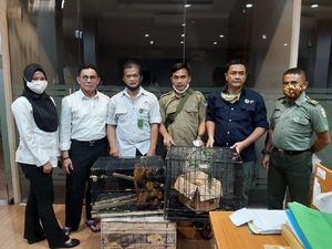 BKSDA Serang Tangkap Penjual Satwa Dilindungi Via Medsos