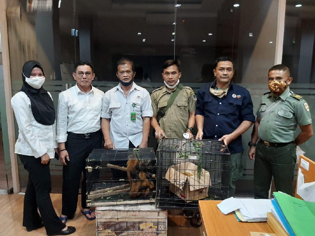 BKSDA Serang Tangkap Penjual Satwa Dilindungi Via Medsos BKSDA Serang Tangkap Penjual Satwa Dilindungi Via Medsos