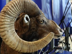 Donald Trump Junior Habiskan Duit Rakyat Rp 1 M Saat Berburu Domba