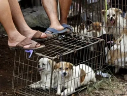 Warga China Tetap Semangat Sambut Festival Daging Anjing di Kota Yulin