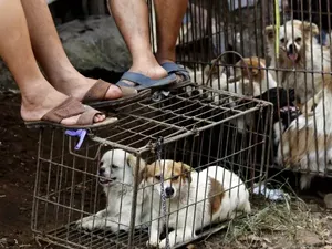 Warga China Tetap Semangat Sambut Festival Daging Anjing di Kota Yulin Warga China Tetap Semangat Sambut Festival Daging Anjing di Kota Yulin
