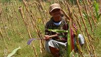 Hama Tikus Serang Kebun Jagung Siap Panen