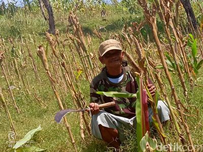 Hama Tikus Serang Kebun Jagung Siap Panen