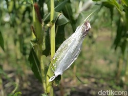 Di Luar Nurul, Pencuri Ini Panen Jagung Serasa di Kebun Sendiri