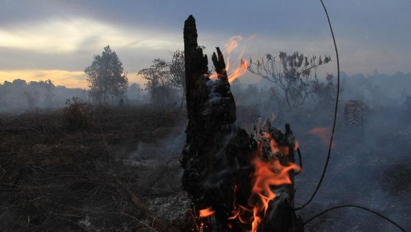 Potret Kebakaran Lahan Gambut di Aceh Barat