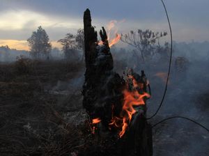Potret Kebakaran Lahan Gambut di Aceh Barat Potret Kebakaran Lahan Gambut di Aceh Barat