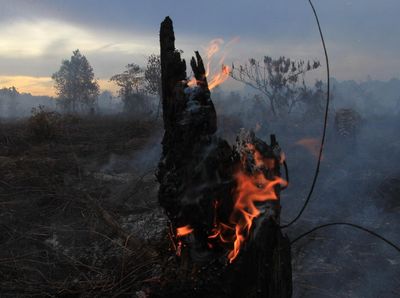 Potret Kebakaran Lahan Gambut di Aceh Barat