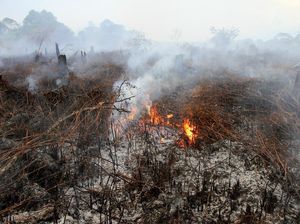 BRG, Badan Bentukan Jokowi yang Kini Terancam Dibubarkan BRG, Badan Bentukan Jokowi yang Kini Terancam Dibubarkan