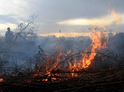 Lahan Gambut di Parepare Terbakar, 8 Mobil Pemadam Diterjunkan