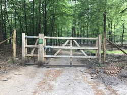 Menyusuri Hutan Kota di Apeldoorn yang Sunyi