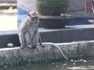 Video Monyet Liar Kelaparan di Taman Wisata Balekambang