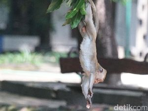 Dampak Penutupan, Monyet Taman Balekambang Solo Kelaparan Serbu Permukiman