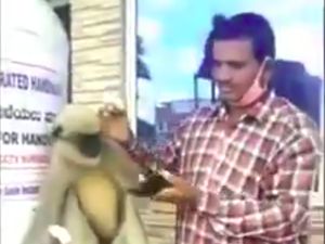 Monyet Ini Datangi Rumah Sakit di India, Minta Diobati Lukanya