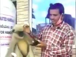 Monyet Ini Datangi Rumah Sakit di India, Minta Diobati Lukanya