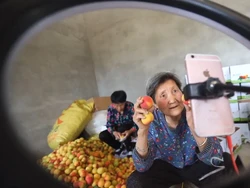 Pakai Live Streaming, Nenek Ini Laris Manis Jual Bual Aprikot