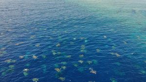 Gemasnya Ribuan Bayi Penyu Difoto dari Drone