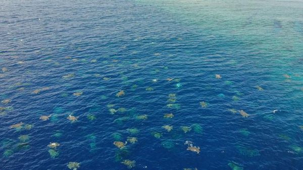 Gemasnya Ribuan Bayi Penyu Difoto dari Drone