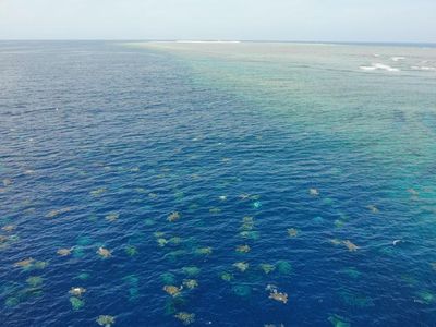 Gemasnya Ribuan Bayi Penyu Difoto dari Drone