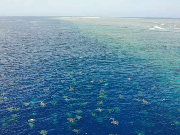 Gemasnya Ribuan Bayi Penyu Difoto dari Drone