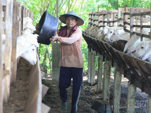 Siapkan Kurban di Idul Adha, Global Qurban Berdayakan Peternak Lokal Siapkan Kurban di Idul Adha, Global Qurban Berdayakan Peternak Lokal