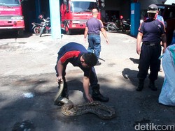 Heboh! Ular Piton 3 Meter Ditemukan Dekat Kamar Bayi di RSU Andi Makkasau