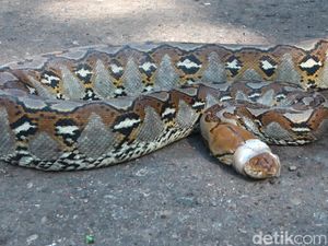 Cerita Ngeri Piton 3 Meter Sembunyi di Rumah Sakit Dekat Kamar Bayi